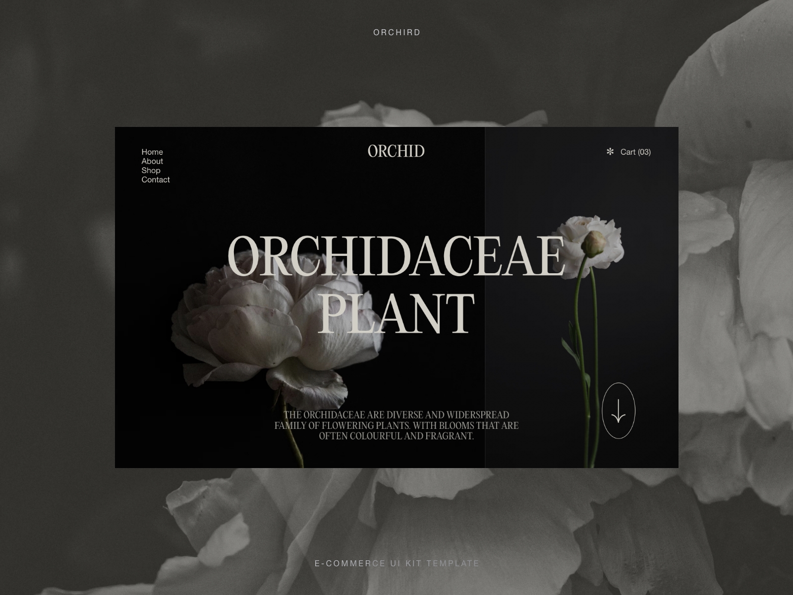 Orchid | E-commerce UI KIT Template