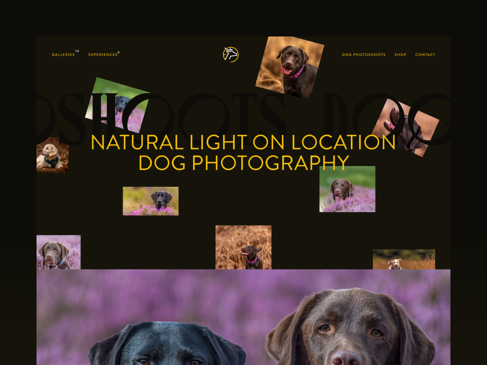 Dog Photography Page
