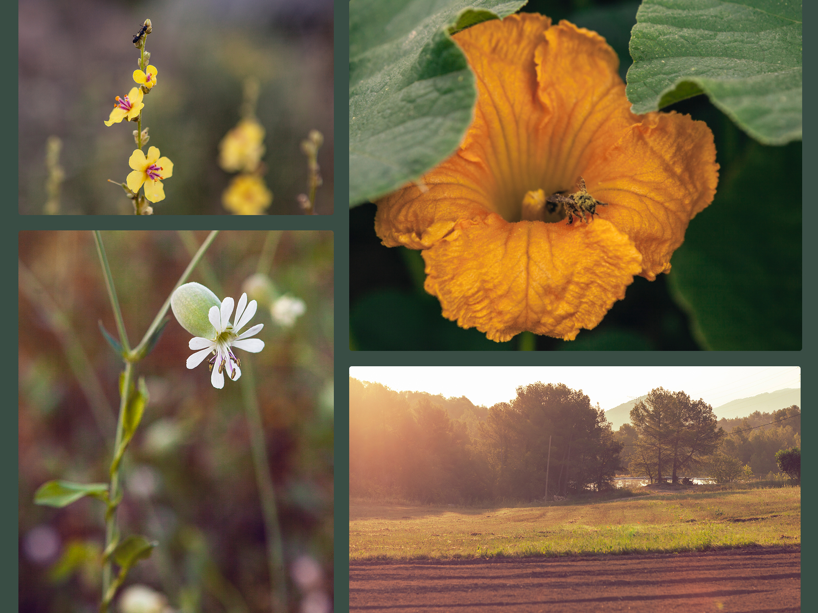 Photography direction