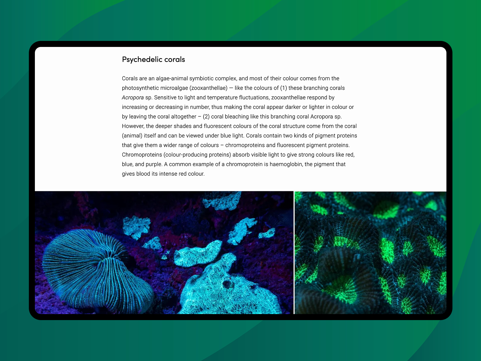 Colours of the Sea: A Light Show Under the Waves