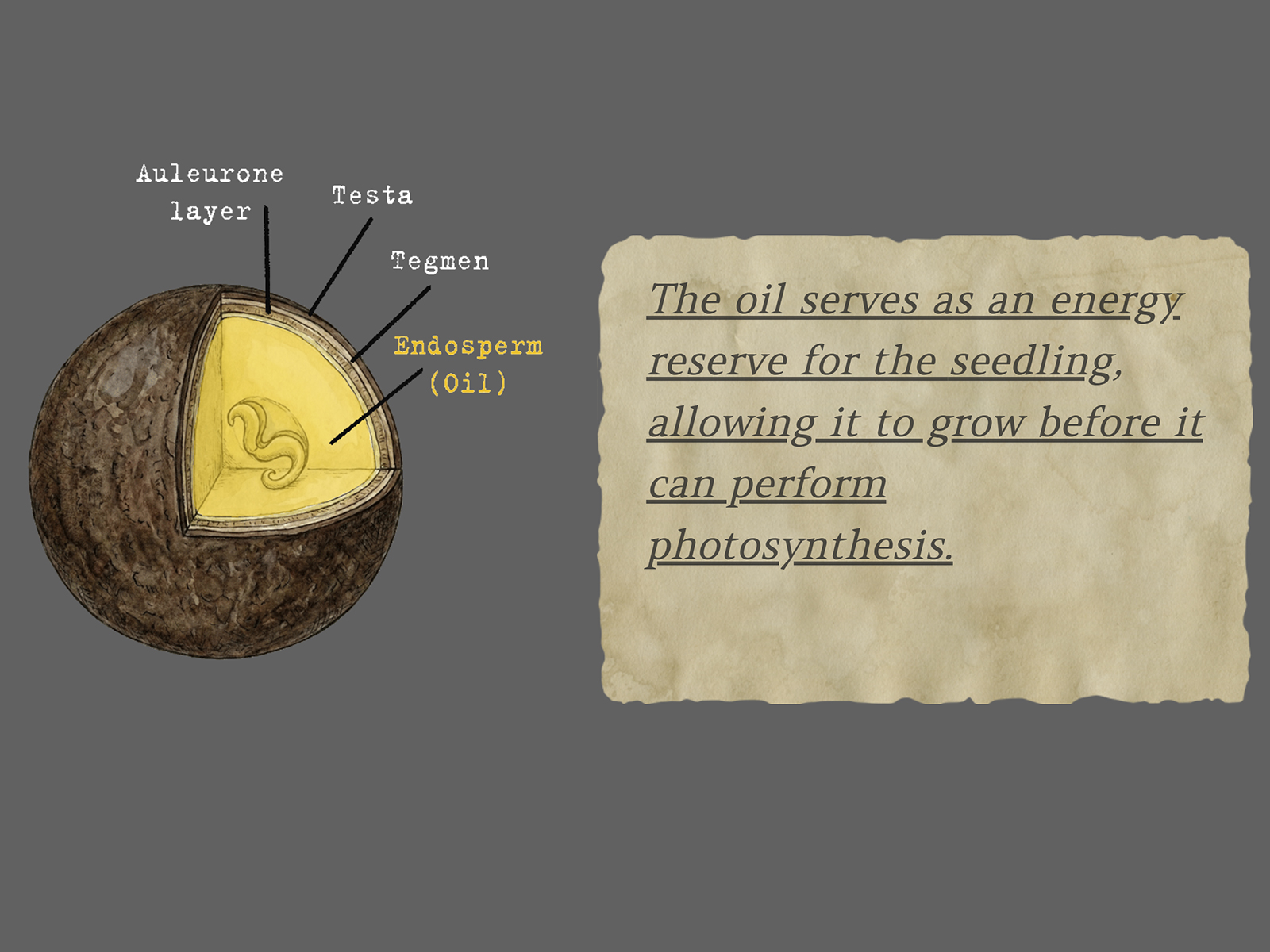 Explaining rape seed by scrolltrigger