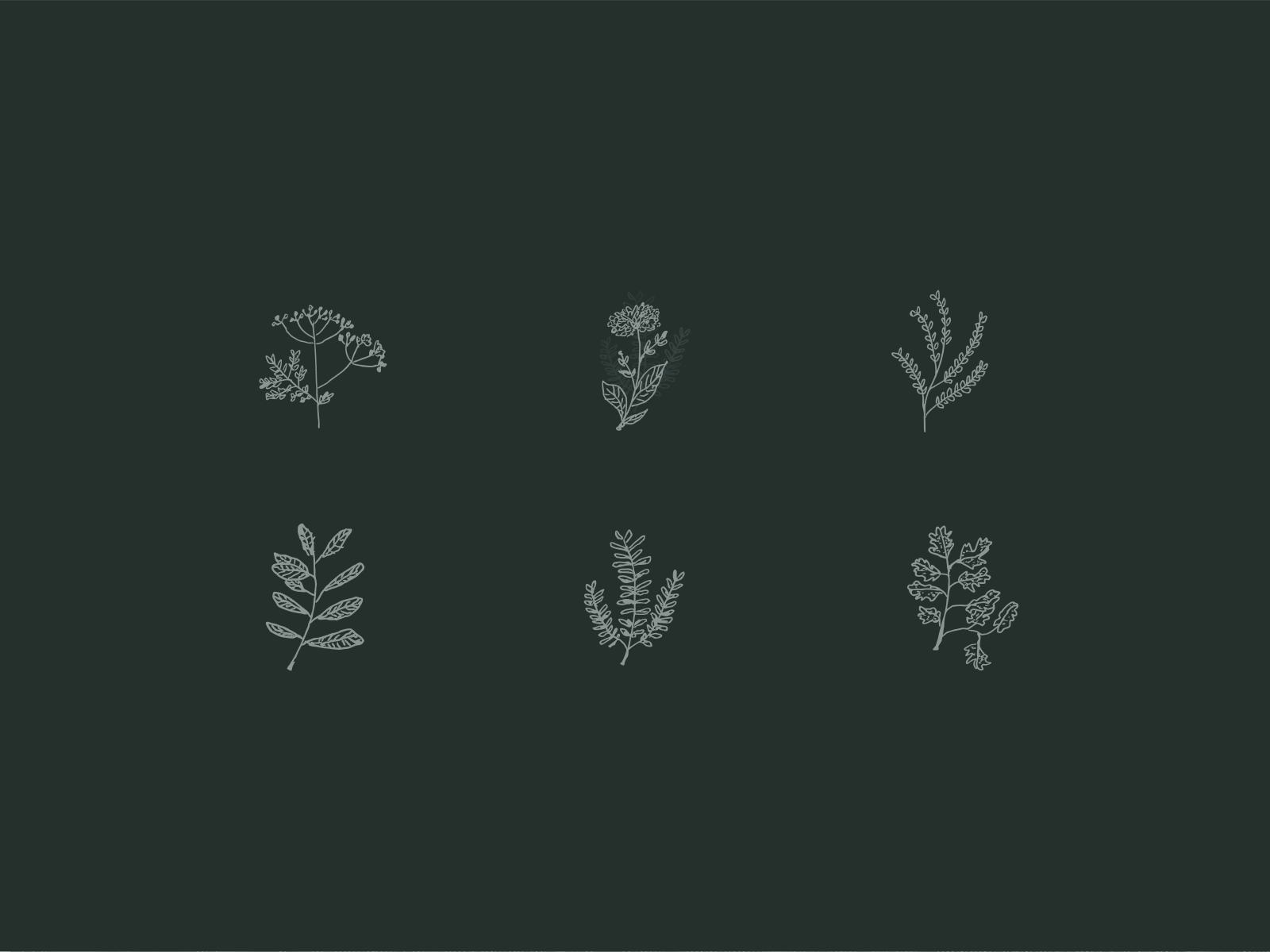 Point cloud photogrammetry & Hand drawn plant illustrations