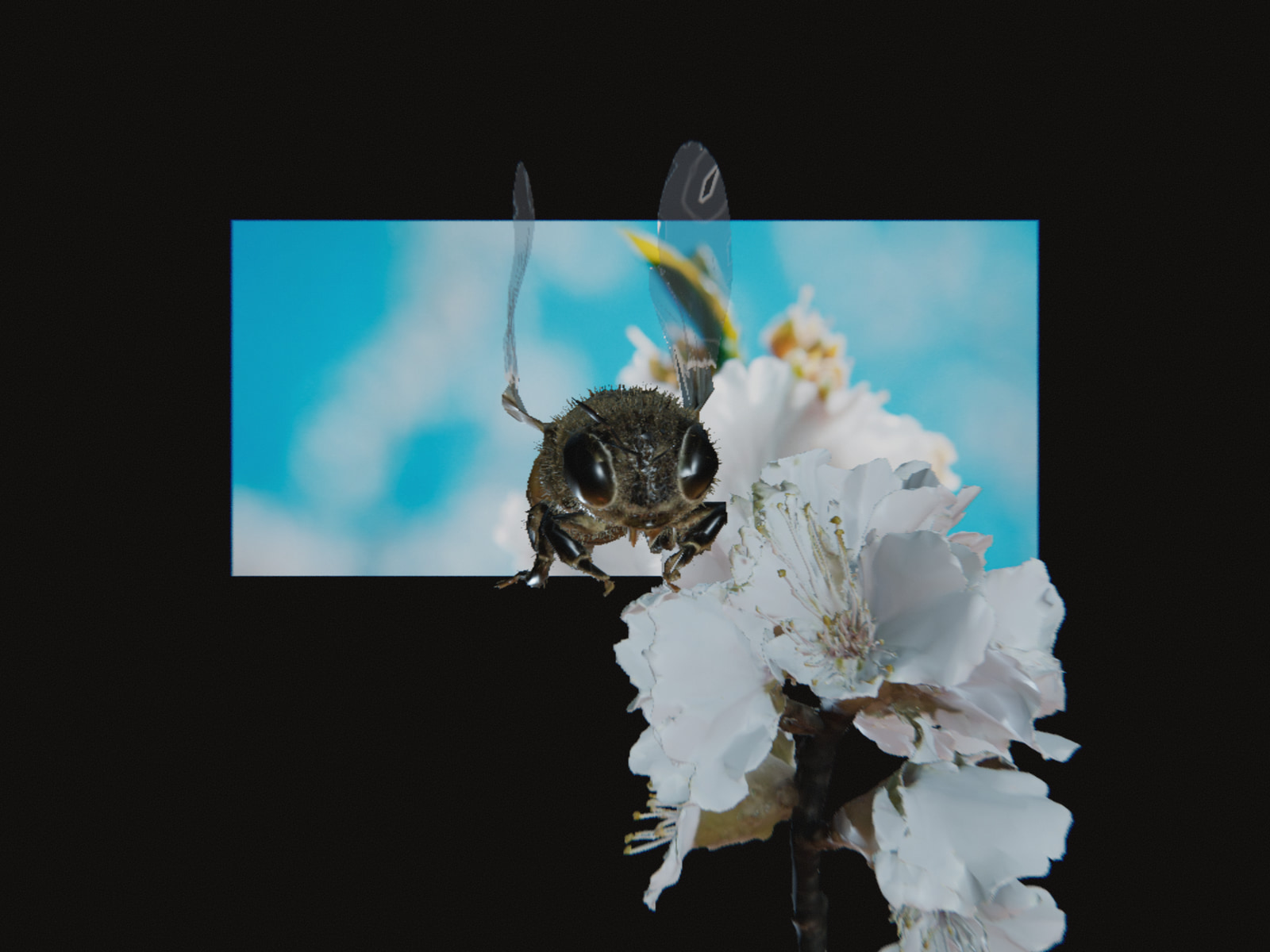Footage-to-3D bee transition