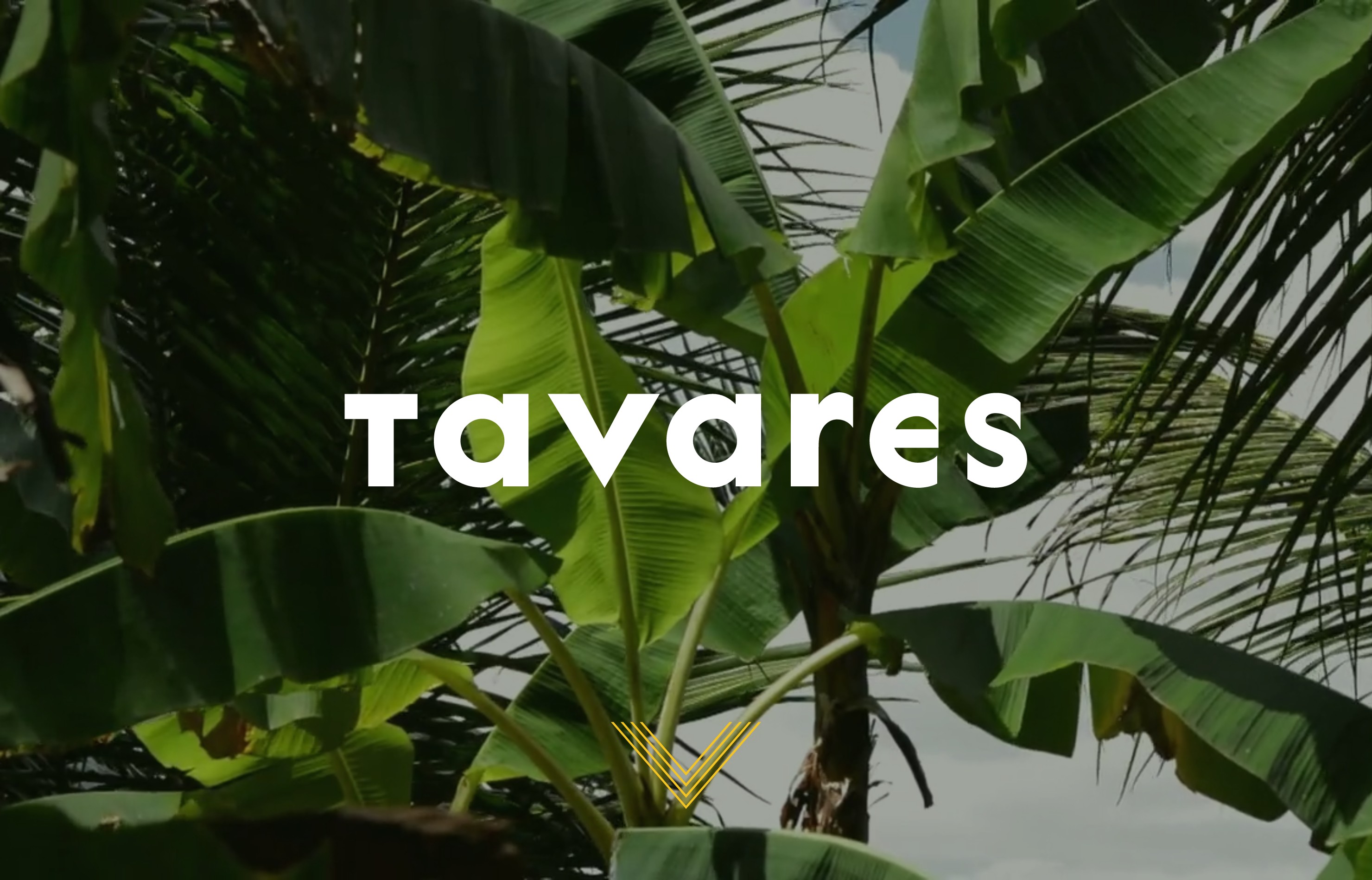 Tavares