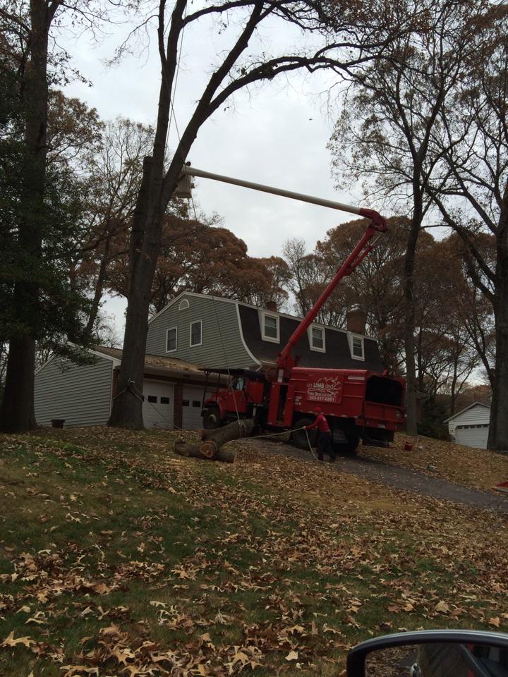 ANNAPOLIS TREE REMOVAL & TRIMMING SERVICES