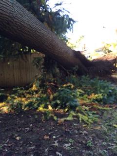 ANNAPOLIS TREE REMOVAL SERVICES