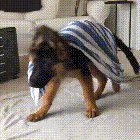 reddit: the front page of the internet