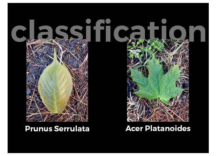 Botanista — Story behind leaf recognition – Slinto — Personal Web Development blog