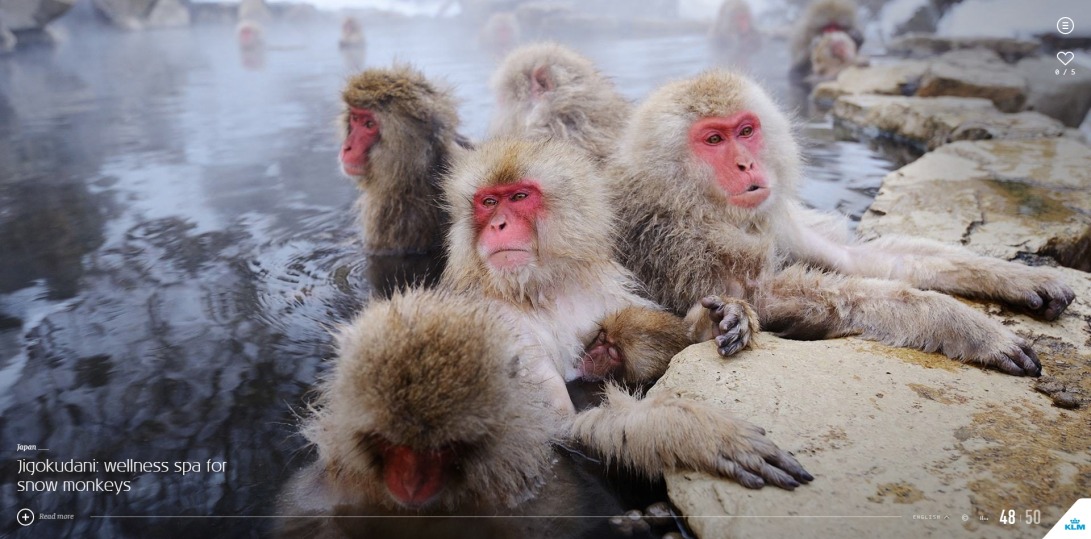 Jigokudani: wellness spa for snow monkeys