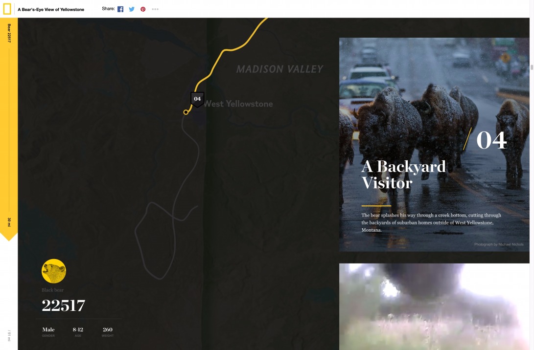 A Bear's-Eye View of Yellowstone