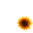Rustic Country Sunflower Wedding Envelope | Zazzle