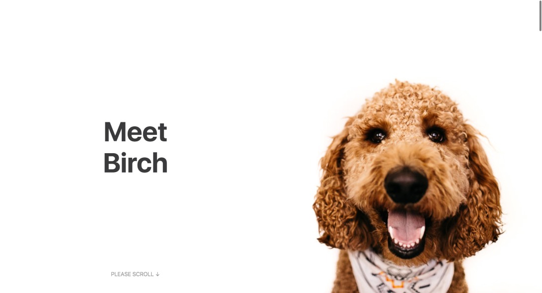 Doggo For Hire