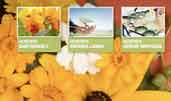 Gardening company award-winning website design screenshot 1