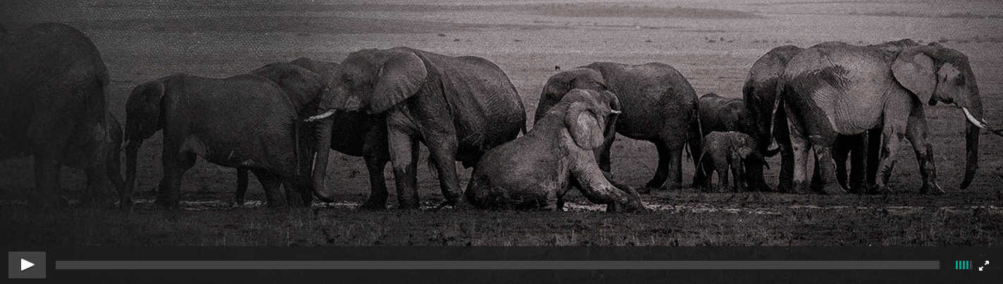Video: 96 Elephants: A Killing at the Bai