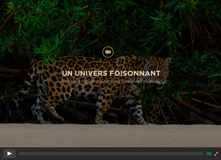 Video: Il Etait une Forêt