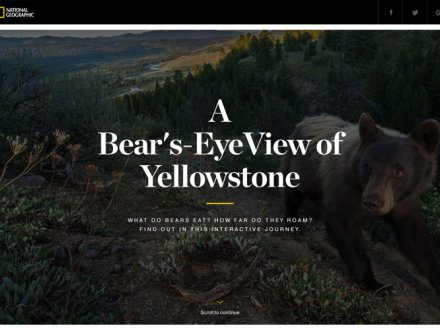 A Bear's-Eye View of Yellowstone by Hello Monday