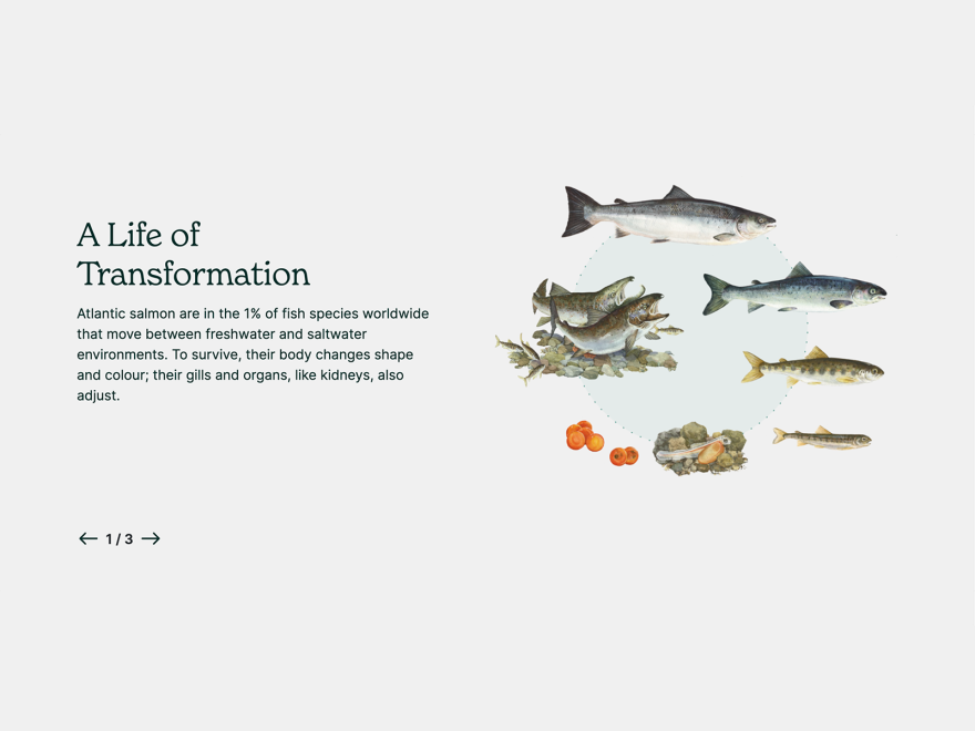 Atlantic Salmon Federation