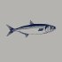 anchovie