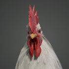 Kelvin (Mr. Noire) Gatungo
