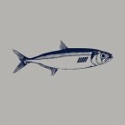 anchovie