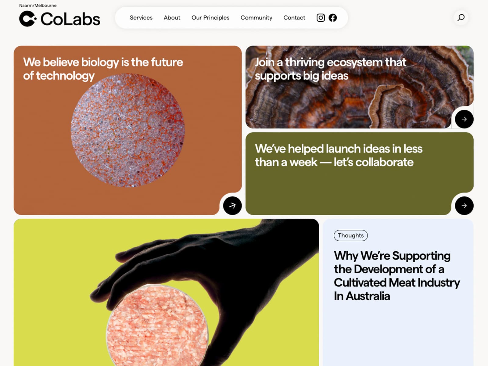 Colabs