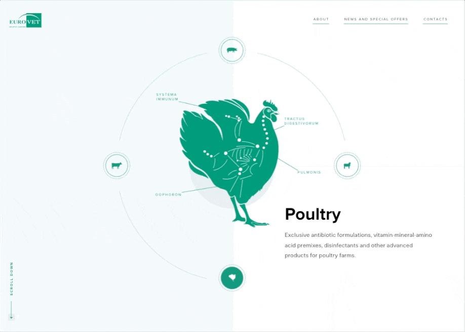 Eurovet award-winning website design screenshot 1