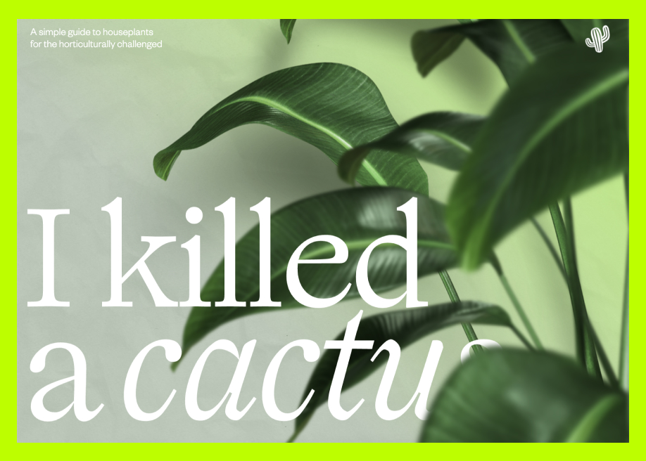 I Killed A Cactus - Awwwards SOTD